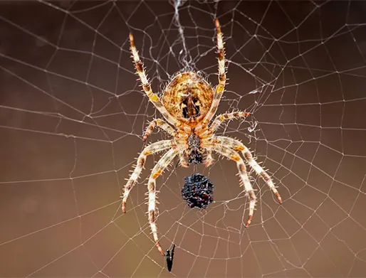 Dedetização de Aranhas em Taubaté