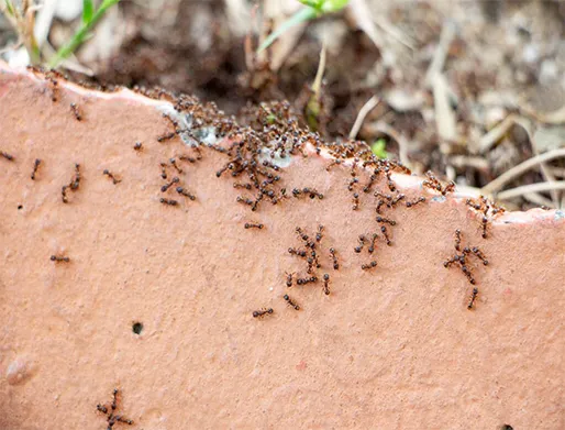 Dedetização de Formigas em São José dos Campos